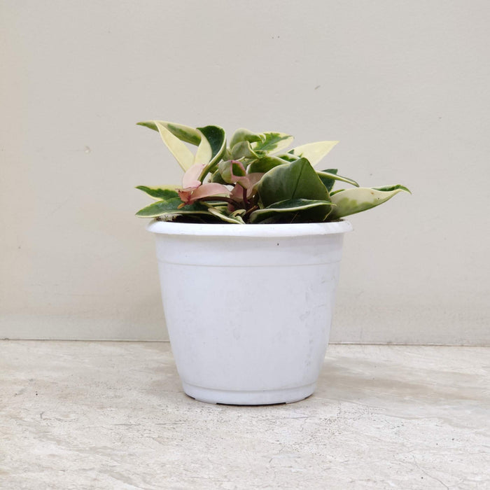 Hoya Varigated 12 cm pot