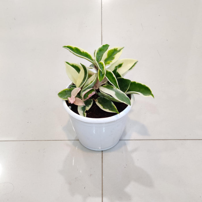 Hoya Varigated 12 cm pot