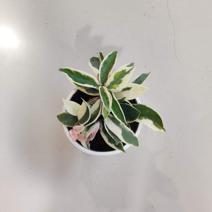Hoya Varigated 12 cm pot