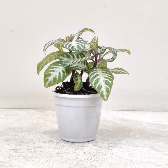 Aphelandra Zebra Plant 8.5 cm pot