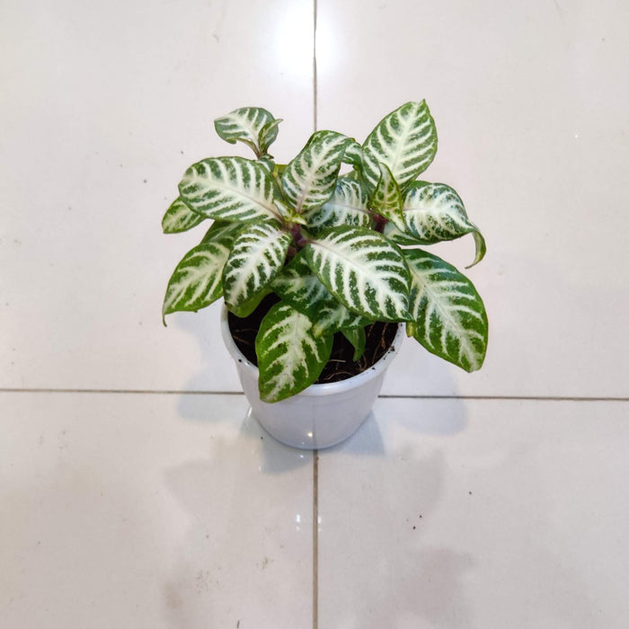 Aphelandra Zebra Plant 8.5 cm pot