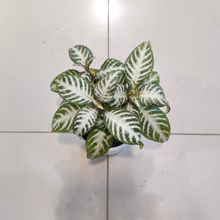 Aphelandra Zebra Plant 8.5 cm pot