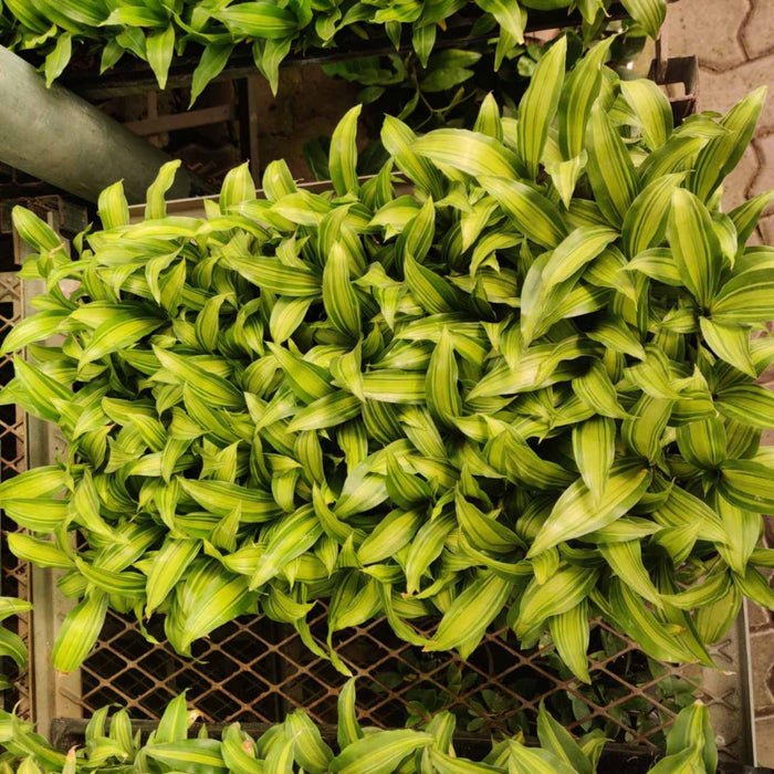 Dracaena Dara Singh Golden Seedling 128 Cavity Tray