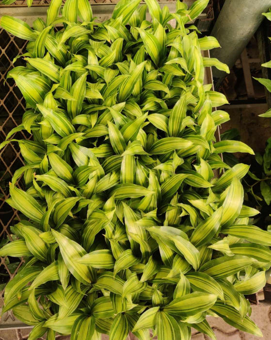 Dracaena Dara Singh Golden Seedling 128 Cavity Tray