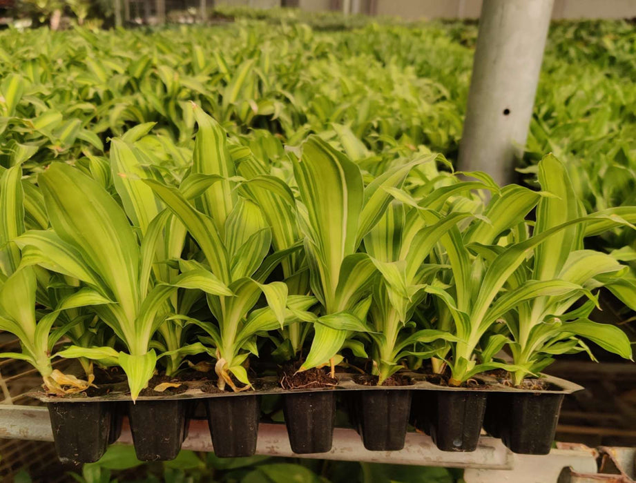 Dracaena Dara Singh Golden Seedling 128 Cavity Tray