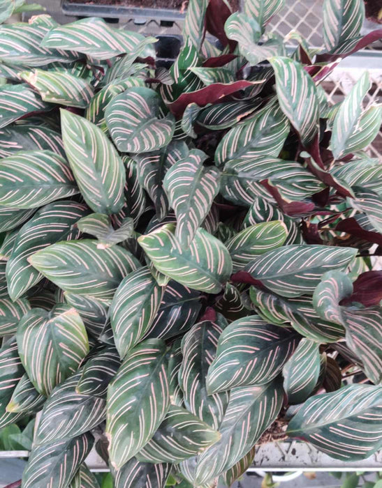 Calathea Ornata Seedling 72 Cavity Tray