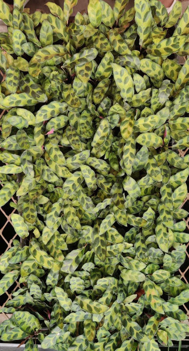 Calathea Insignis Seedling 105 Cavity Tray
