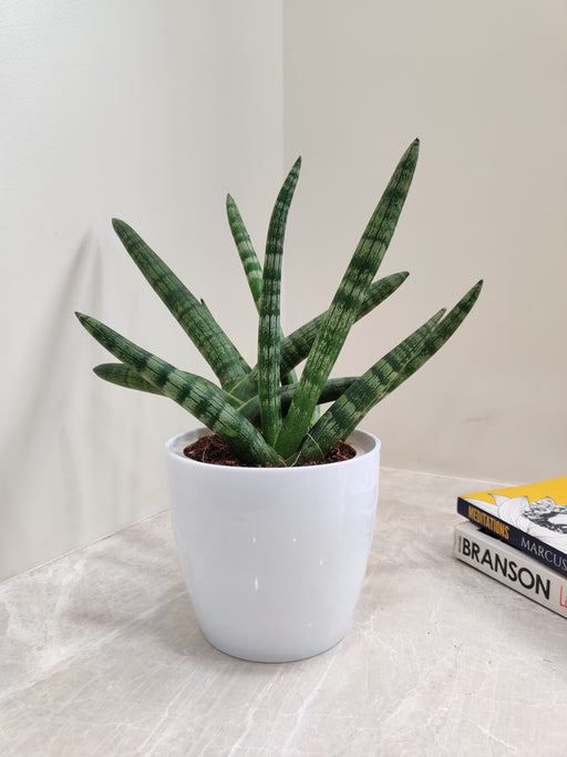 Low maintenance Boncel Snake Plant for corporate gifting