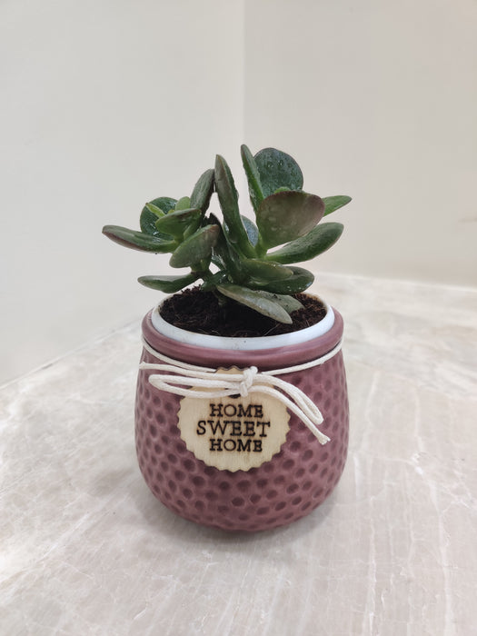 Prosperity symbol Crassula plant in mauve pot