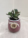 Prosperity symbol Crassula plant in mauve pot