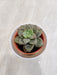 Succulent plant perfect corporate gift