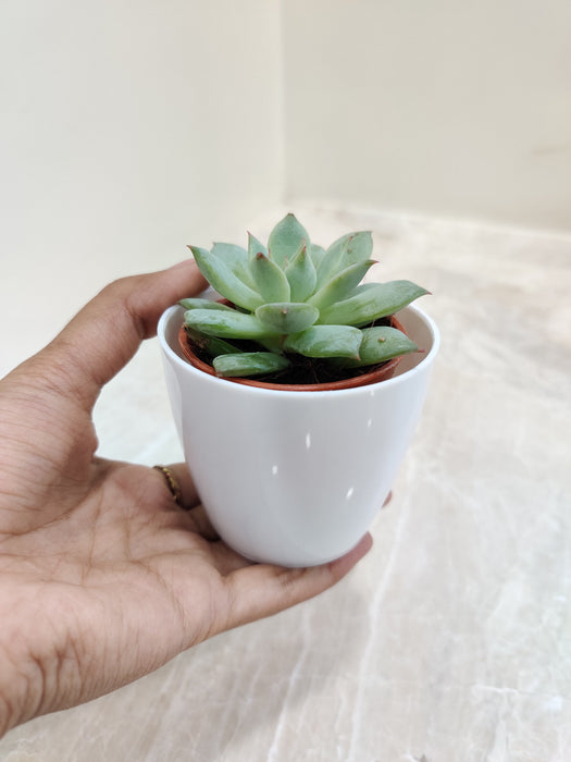 Indoor green succulent for corporate decor gift