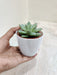 Indoor green succulent for corporate decor gift