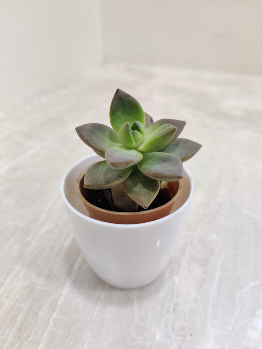 Air-Purifying Succulent Plant Ideal for Workspaces