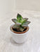 Air-Purifying Succulent Plant Ideal for Workspaces