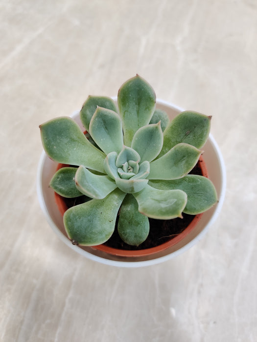 Succulent Plant Perfect as a Resilient Corporate Gift