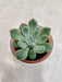 Succulent Plant Perfect as a Resilient Corporate Gift