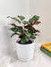 "Lush Calathea Makoyana in Elegant Pot Indoor Plant"