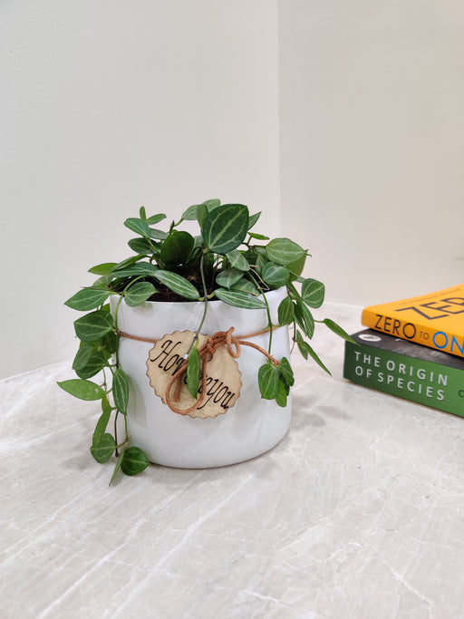 Elegant desk plant Peperomia Angulata for office decor