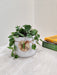 Elegant desk plant Peperomia Angulata for office decor