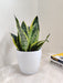 Lucky snake plant for corporate wellness