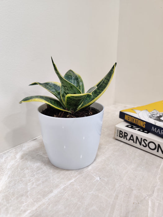 Health-Boosting Snake Plant for Cleaner Air in Workspaces