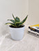 Health-Boosting Snake Plant for Cleaner Air in Workspaces