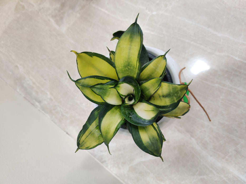 Low-maintenance Snake Plant in an elegant white plastic pot