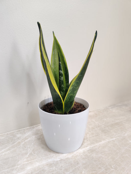 Elegant Snake Plant in White Plastic Pot