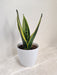Elegant Snake Plant in White Plastic Pot