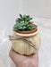 Top view of succulent plant gift