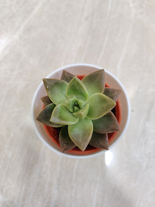 Office Decor Hardy Succulent Gift
