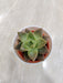 Office Decor Hardy Succulent Gift