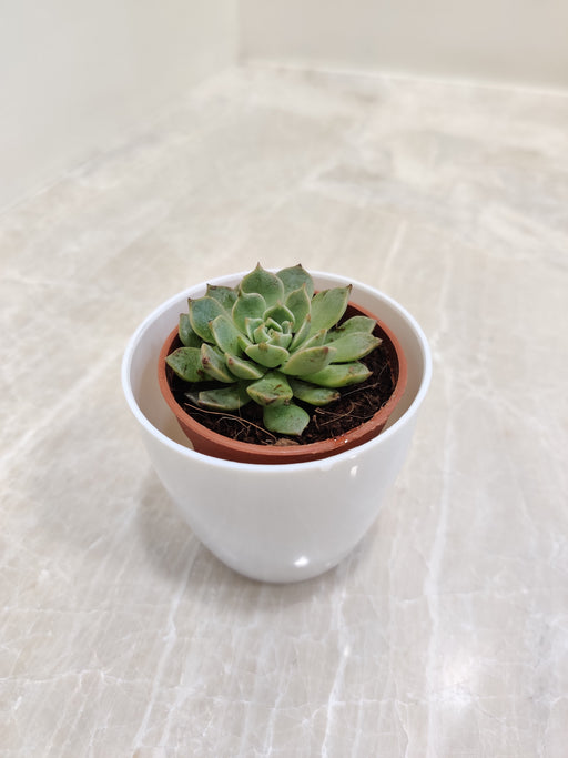 Corporate gifting succulent with enduring symbolism