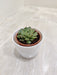 Corporate gifting succulent with enduring symbolism