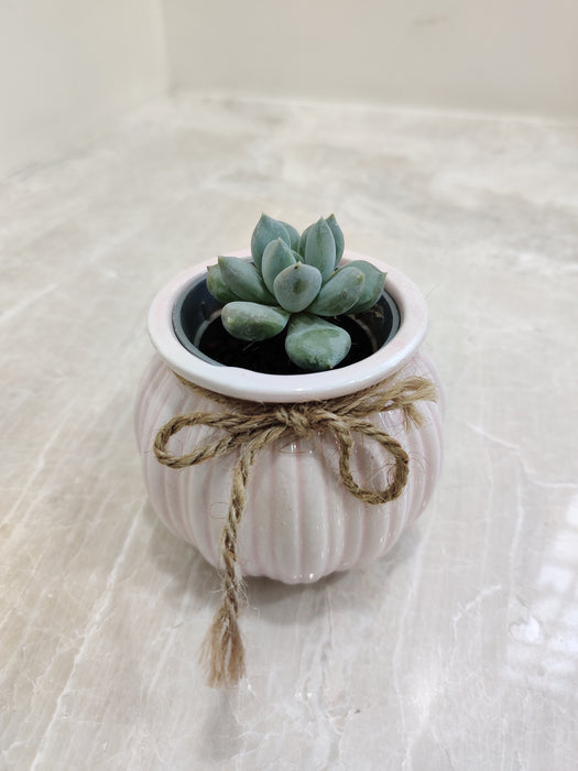 Thriving succulent, a perfect corporate gesture.