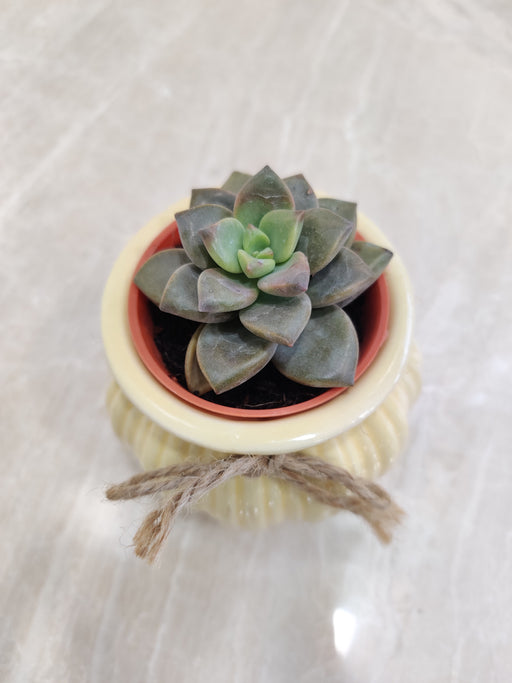 Ribbed-Ceramic-Pot-Succulent