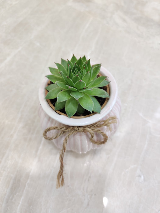 Elegant succulent corporate gift