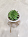 Elegant succulent corporate gift