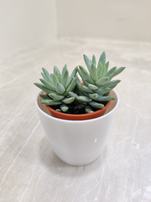 Ideal corporate gifting idea with a green succulent plant
