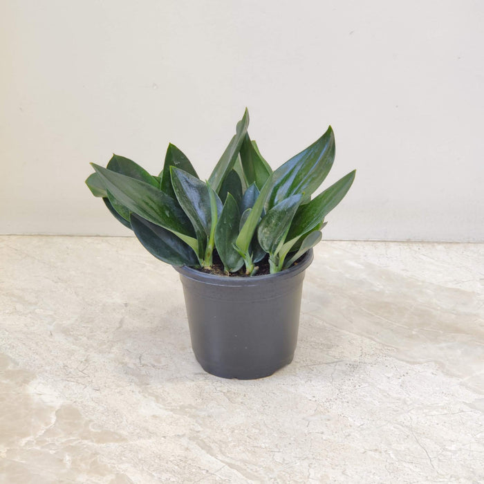 Scindapsus Treubii 'Dark Form' 10 cm pot