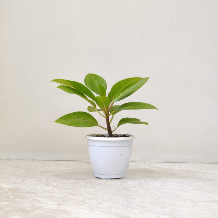 Ficus  Altissima 'Golden Gem' 8.5 cm pot