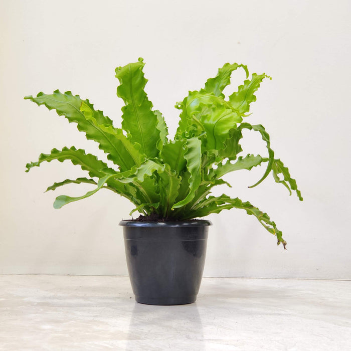 Asplenium Nidus Osaka 12 cm pot