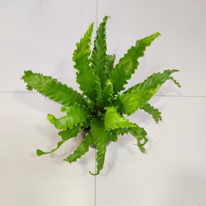 Asplenium Nidus Osaka 12 cm pot