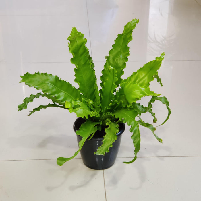 Asplenium Nidus Osaka 12 cm pot
