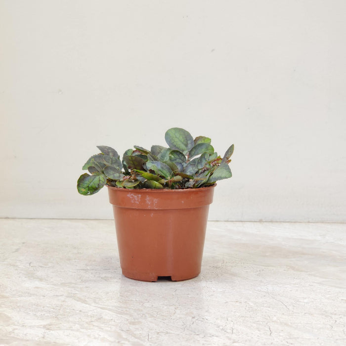 Pellionia Plants 8.5 cm pot