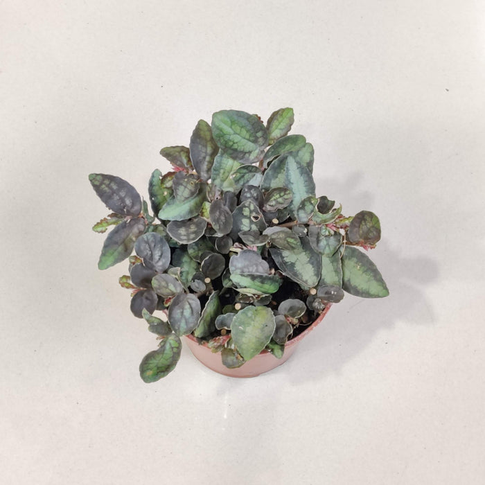 Pellionia Plants 8.5 cm pot
