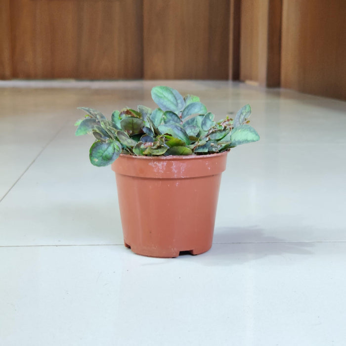 Pellionia Plants 8.5 cm pot