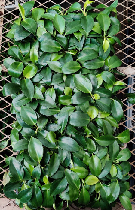 Philodendron Birkin Seedling 72 Cavity Tray