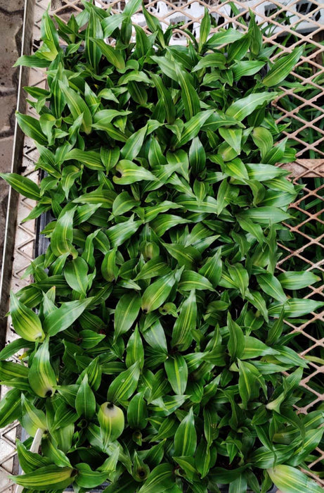 Dracaena Dara Singh Green Seedling 128 Cavity Tray